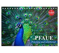 CALVENDO Paon - Magnifique et irisé (calendrier de bureau 2027 DIN A5 paysage) - Calendrier mensuel : phénomène et fierté des couleurs dans une robe à plumes pompeuses