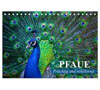 CALVENDO Paon - Magnifique et irisé (calendrier de bureau 2027 DIN A5 paysage) - Calendrier mensuel : phénomène et fierté des couleurs dans une robe à plumes pompeuses