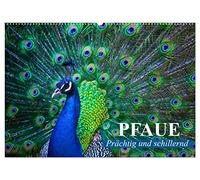 CALVENDO Paon - Magnifique et irisé (calendrier mural 2027 DIN A2 paysage) - Calendrier mensuel : phénomène et fierté des couleurs dans une robe à plumes pompeuses