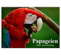 CALVENDO - Perroquets - Coloré, fort et intelligent (calendrier mural 2027 DIN A2 paysage) - Calendrier mensuel : les aras et les cacados sont des beautés intelligentes dans une magnifique robe à