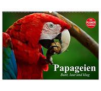 CALVENDO - Perroquets - Coloré, fort et intelligent (calendrier mural 2027 DIN A2 paysage) - Calendrier mensuel : les aras et les cacados sont des beautés intelligentes dans une magnifique robe à