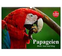 CALVENDO - Perroquets - Coloré, fort et intelligent (calendrier mural 2027 DIN A3 paysage) - Calendrier mensuel : les aras et les cacados sont des beautés intelligentes dans une magnifique robe à
