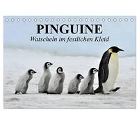 CALVENDO - Pingouins - Coton dans une robe festive (calendrier de table 2027 DIN A5 paysage) - Calendrier mensuel : pingouins royaux dans leur habitat naturel