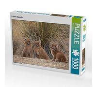 CALVENDO Puzzle 3 Petits caracals 1000 Pieces 64 x 48 cm from MaVo Tier- und Naturfotografie