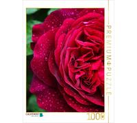 CALVENDO Puzzle Rose Rouge foncé sous la Pluie 1000 Pieces 48 x 64 cm from Martina Cross