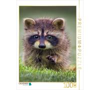 CALVENDO Puzzle Raton Laveur - Mignon Omnivore 1000 Pieces 48 x 64 cm from Peter Roder