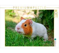 CALVENDO Puzzle Cochon d'Inde - si Mignon 1000 Pieces 64 x 48 cm from Peter Roder