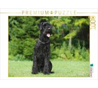 CALVENDO Puzzle Sitting Schnauzer géant 1000 Pieces 64 x 48 cm from Sista-Tierfoto