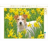 CALVENDO Puzzle A Jack Russell terrier in a field full of yellow, blooming daffo