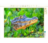 CALVENDO Puzzle à Lunettes Kaiman, Pantanal, Brésil | 1000 pièces - Dimensions : 64 x 48 cm - Puzzle Photo pour des Heures de Bonheur