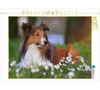 CALVENDO Puzzle Nous Aimons Les Shelties 1000 Pieces 64 x 48 cm from Marion Reiß - Seibert
