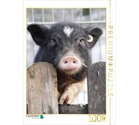 CALVENDO Puzzle A piglet is standing by the fence | 1000 pieces, finished size 2
