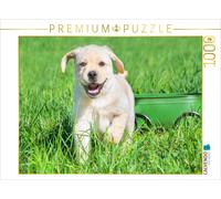 CALVENDO Puzzle Visage Brillant de Chiot 1000 Pieces 64 x 48 cm from Sista-Tierfoto