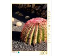CALVENDO Puzzle Cactus avide de Soleil avec de Jolies épines Rouges 1000 Pieces 48 x 64 cm from Elke Kunkel fotografie