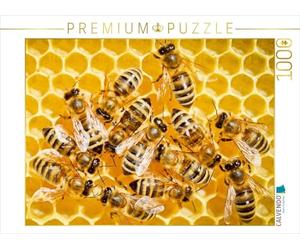 CALVENDO Puzzle Abeilles à Miel sur Un Rayon fraîchement construit. 1000 Pieces 64 x 48 cm from Verlag