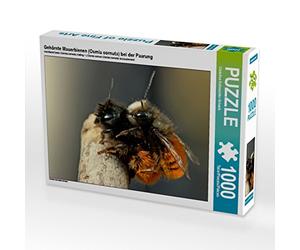 CALVENDO Puzzle Abeilles maçonnes cornues (Osmia cornuta) Pendant l'accouplement. 1000 Pieces 64 x 48 cm from Christine Schmutzler-Schaub