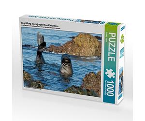 CALVENDO Puzzle Accueillir Un Jeune éléphant de mer 1000 Pieces 64 x 48 cm from Sabine Smith