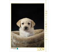 CALVENDO Puzzle Adorable Labrador Puppy | 1000 pieces, finished size 25.2 × 18.9