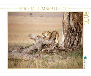 CALVENDO Puzzle Afrique : L'éveil de la lionne 1000 Pieces 64 x 48 cm from Angelika Stern