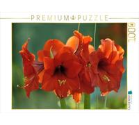 CALVENDO Puzzle Amaryllis 1000 Pieces 64 x 48 cm from Gabriele Masalowicz
