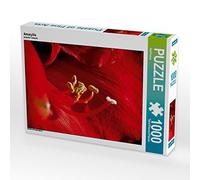 CALVENDO Puzzle Amaryllis 1000 Pieces 64 x 48 cm from Ralf Kaiser