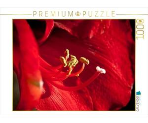 CALVENDO Puzzle Amaryllis 1000 Pieces 64 x 48 cm from Ralf Kaiser