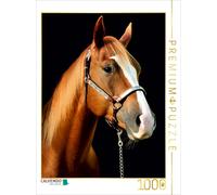 CALVENDO Puzzle American Quarter Horse 1000 Teile Puzzle hoch | 1000 Teile Lege-