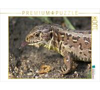 CALVENDO Puzzle An image from the calendar: Sand lizards (Lacerta agilis) | 1000
