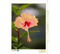 CALVENDO Puzzle Beautés délicates - Fleurs d'hibiscus Magnifiques 1000 Pieces 48 x 64 cm from Bianca Schumann