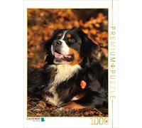 CALVENDO Puzzle An image from the "Fascination with the Bernese Mountain Dog" ca