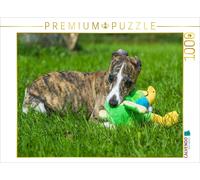 CALVENDO Puzzle Rapide comme Le Vent - Whippet 1000 Pieces 64 x 48 cm from Sista-Tierfoto