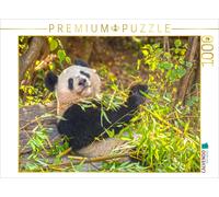 CALVENDO Puzzle Le Grand Panda Un Compagnon câlin 1000 Pieces 64 x 48 cm from Prime Selection Kalender