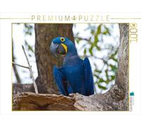 CALVENDO Puzzle Ara Jacinthe, Anodorhynchus hyacinthinus 1000 pièces Taille de la Pose 64 x 48 cm Photo Puzzle Image de Jürgen Wöhlke