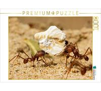 CALVENDO Puzzle Atta sexdens - Fourmi coupeuse de Feuilles 1000 Pieces 64 x 48 cm from Rolande