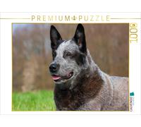 CALVENDO Puzzle Bouvier Australien - Portrait d'un Chien mâle imposant 1000 Pieces 64 x 48 cm from Sista-Tierfoto