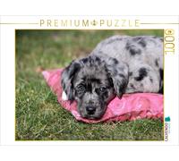 CALVENDO Puzzle Chiot Berger Australien de Race Mixte 1000 Pieces 64 x 48 cm from Martina Berg