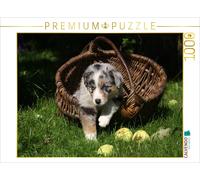 CALVENDO Puzzle Chiot Berger Australien 1000 Pieces 64 x 48 cm from Martina Berg