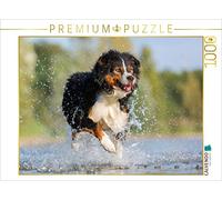 CALVENDO Puzzle Australian Shepherd rennt durchs Wasser 1000 Teile Puzzle quer 1000 Pieces 64 x 48 cm from Christian Müller