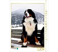 CALVENDO Puzzle BÄR - Le Bouvier Bernois 1000 Pieces 48 x 64 cm from Sonja Brenner
