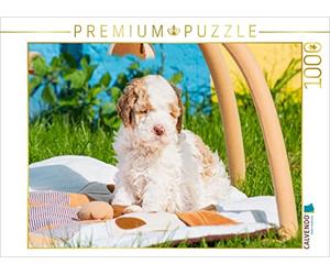 CALVENDO Puzzle Bald Wird ER Die Welt erkunden 1000 Teile Puzzle quer 1000 Pieces 64 x 48 cm from Sista-Tierfoto