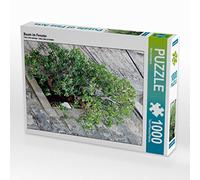 CALVENDO Puzzle Baum im Fenster 1000 Teile Puzzle Hoch 1000 Pieces 48 x 64 cm from Nina Schwarze