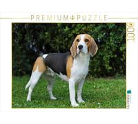 CALVENDO Puzzle Beagle 1000 Pieces 64 x 48 cm from Sista-Tierfoto
