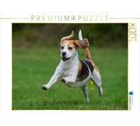 CALVENDO Puzzle Beagle - Oreilles Volantes 1000 Pieces 64 x 48 cm from Sista-Tierfoto