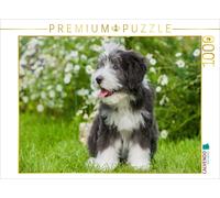 CALVENDO Puzzle Chiot Collie Barbu 1000 Pieces 64 x 48 cm from Sista-Tierfoto