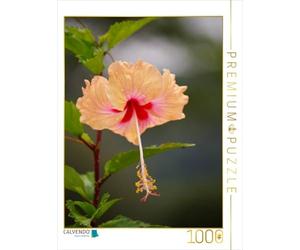 CALVENDO Puzzle Beautés délicates - Fleurs d'hibiscus Magnifiques 1000 Pieces 48 x 64 cm from Bianca Schumann