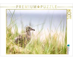 CALVENDO Puzzle Bébé Mouette 1000 Pieces 64 x 48 cm from Andreas Klesse