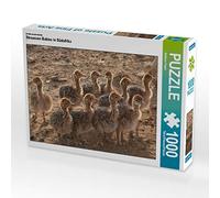 CALVENDO Puzzle Bébés autruches en Afrique du Sud 1000 Pieces 64 x 48 cm from Thula