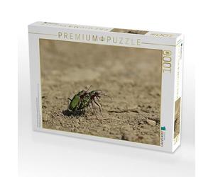 CALVENDO Puzzle Bécasseau Variable (Cicindela campestris) en Train de s'accoupler 1000 Pieces 64 x 48 cm from Christine Schmutzler-Schaub