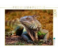 CALVENDO Puzzle Bel Iguane 1000 Pieces 64 x 48 cm from Peter Roder