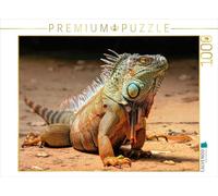 CALVENDO Puzzle Bel Iguane 1000 Pieces 64 x 48 cm from Peter Roder